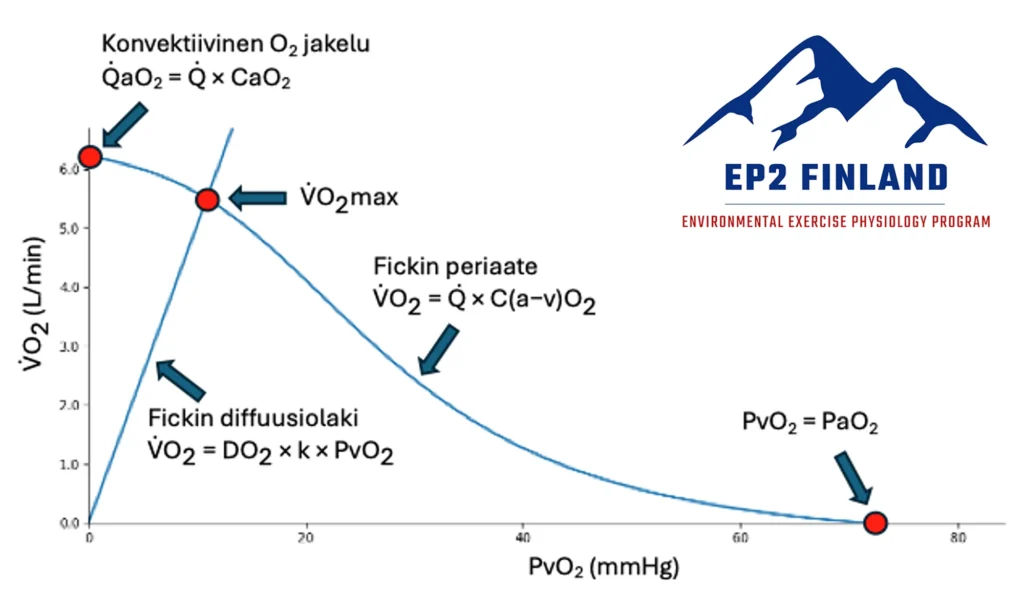 Graafinen kuvaaja hapen kulkua kuvaavasta ns. Wagnerin diagrammista.