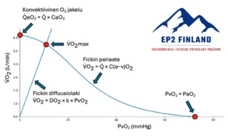 Graafinen kuvaaja hapen kulkua kuvaavasta ns. Wagnerin diagrammista.